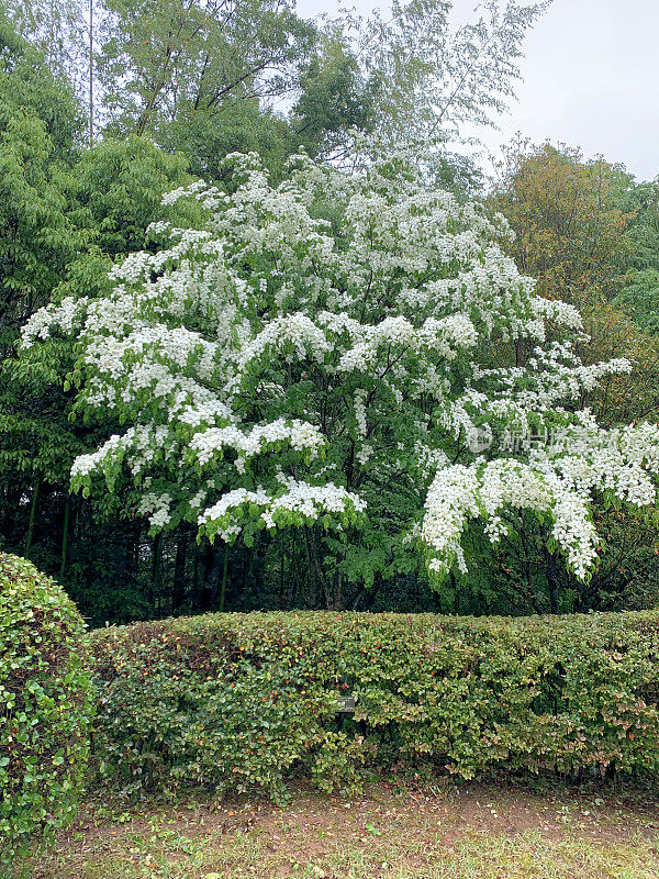 山茱萸/日本山茱萸:美丽的开花植物